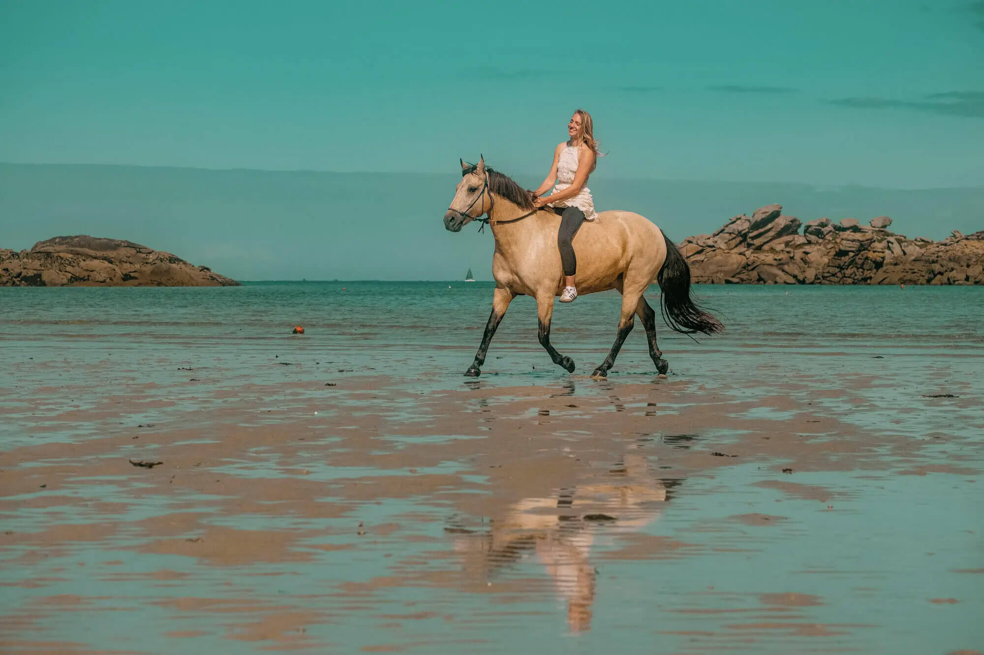 L'Homme et l'Animal - Photographe animalier canin, félin, équin à Perros-Guirec et Lannion, Côtes d'Armor, Bretagne