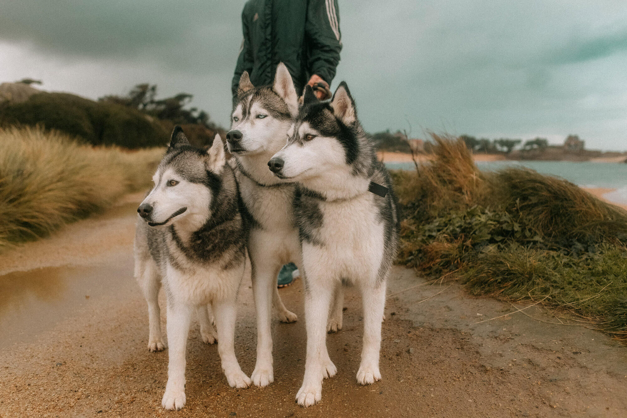 L'Homme et l'Animal - Photographe animalier canin, félin, équin à Perros-Guirec et Lannion, Côtes d'Armor, Bretagne